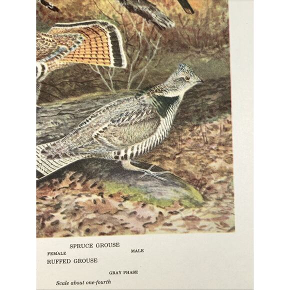 VTG Grouse Bookplate George Miksch Sutton Lithograph Bird Portraits In Color - Picture 4 of 9